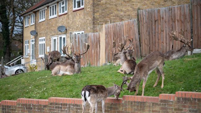 Los ciervos se apoderan de las calles del este de Londres abandonadas por el bloqueo del coronavirus