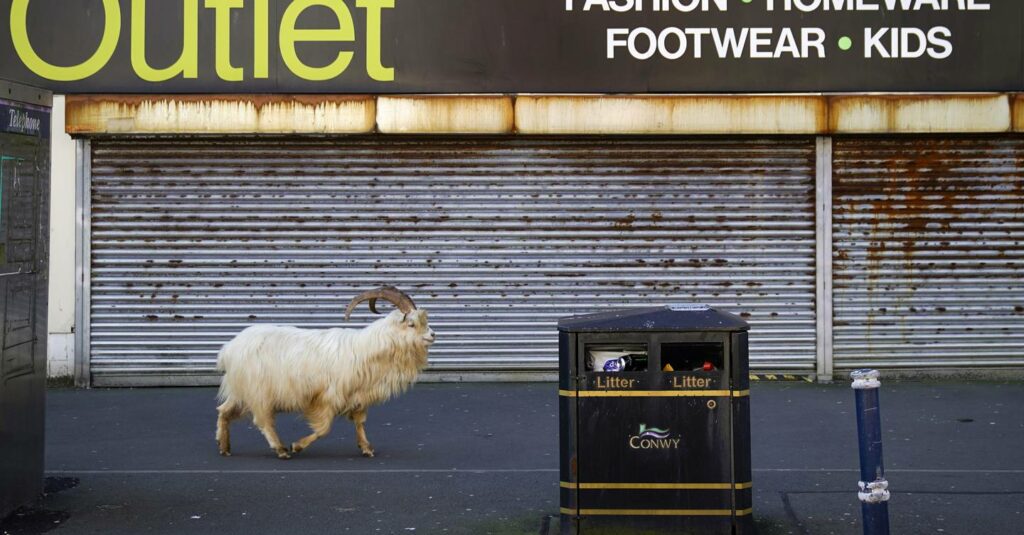 Las cabras del Gran Orme, el coronavirus y la crisis climática.