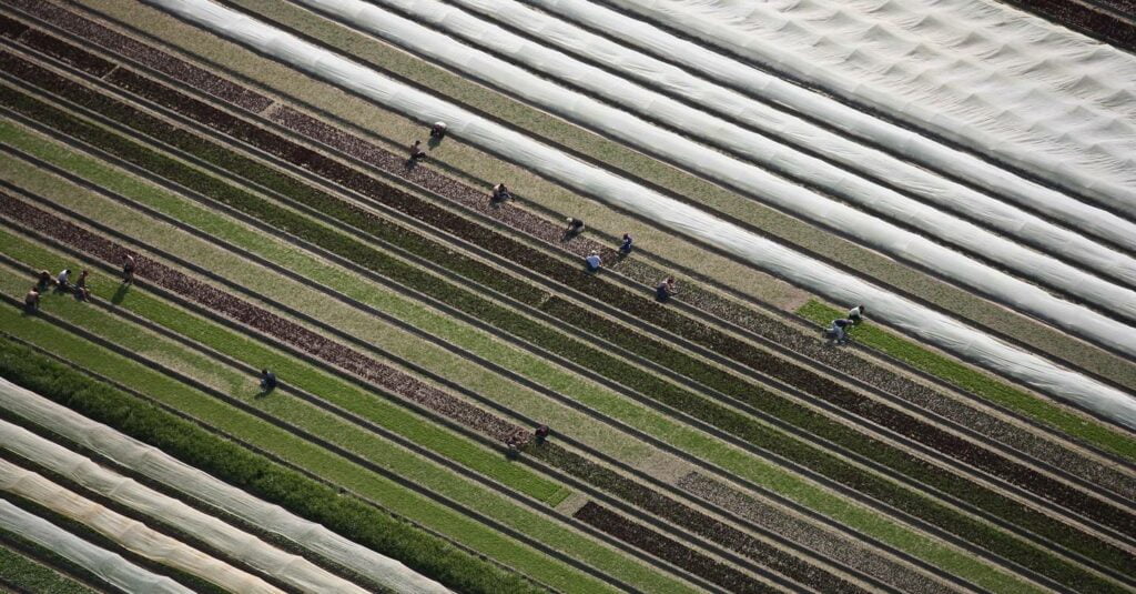 Brexit golpeó las granjas con fuerza. El coronavirus puede dejar alimentos podridos en los campos.