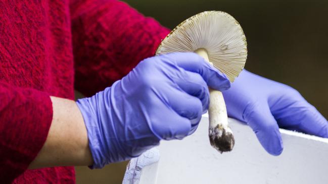 Setas de Death Cap encontradas en Canberra después de la lluvia