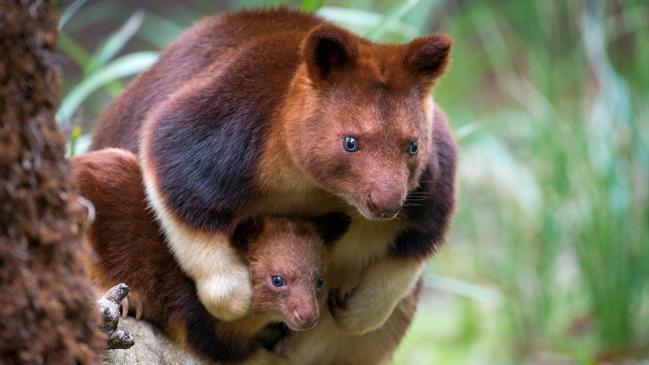 Zoológicos australianos golpeados con baby baby boom: de Melbourne a Perth