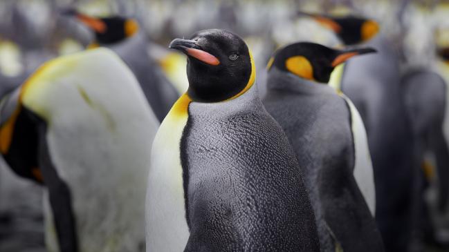 Pingüinos antárticos poo investigadores cuckoo óxido nitroso gas de la risa