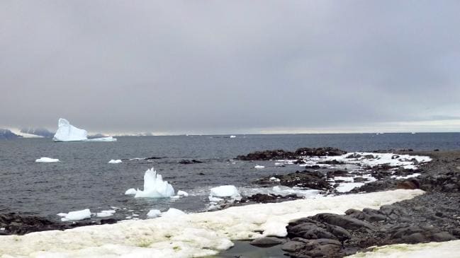 El cambio climático hace que la Antártida se ponga verde como la nieve