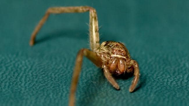 Araña del cazador con dos patas cuidadas de nuevo a la salud