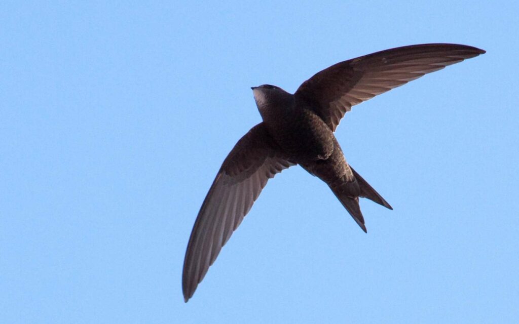 Le martinet est l’un des oiseaux les plus habiles en voltige. Le secteur de l’aéronautique cherche à s’en inspirer depuis longtemps pour optimiser les aéronefs. © Snowmanradio, Wikipédia, CC by-sa 2.0