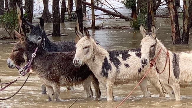 SES toma más de 2000 llamadas durante tormentas salvajes