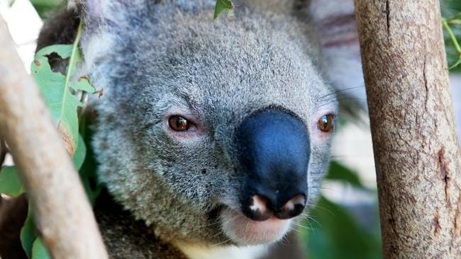 Acné cura 97% efectivo en el tratamiento de clamidia en koalas