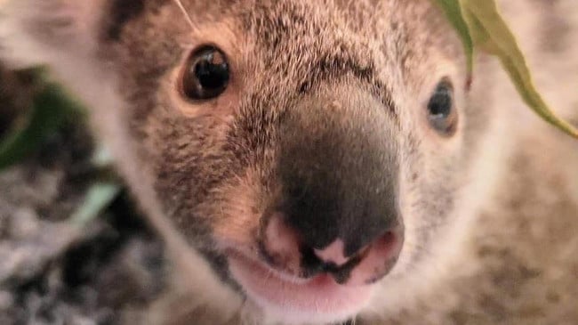 Se culpa al dueño de "Irresponsable" después de que un perro mata a un koala en un brutal ataque