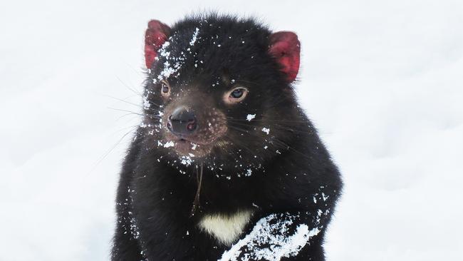 Nieve, granizo en Victoria, Tasmania, en lo que podría ser el día más frío de 2020