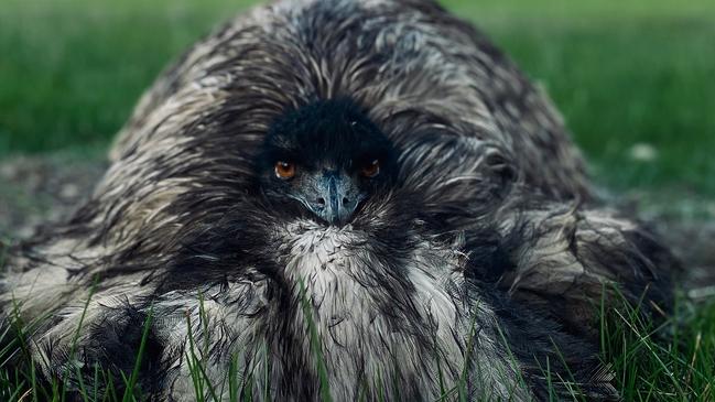 Historia "desgarradora" detrás de la foto de emu