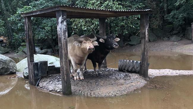 Fotos revelan inundaciones masivas en la costa sur y nieve en Orange