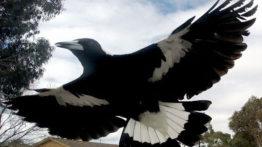 swooping comenzando temprano, yendo por más tiempo