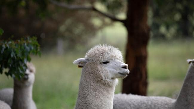 Alpacas para ser usadas en carrera para encontrar cura.