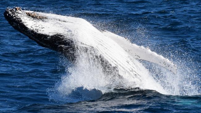 Ballena jorobada hospitaliza a mujer buceando cerca de Exmouth, Australia Occidental