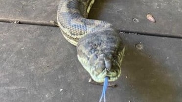 Las pitones de alfombra hacen un hogar en el techo de Brisbane