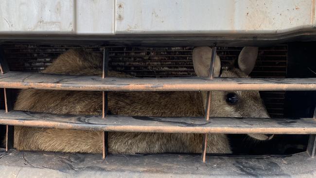 RSPCA Queensland rescata a un wallaby atrapado en una parrilla al norte de Cairns