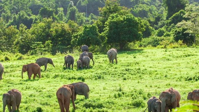 Cazador furtivo de elefantes condenado a 30 años en prisión en el Congo