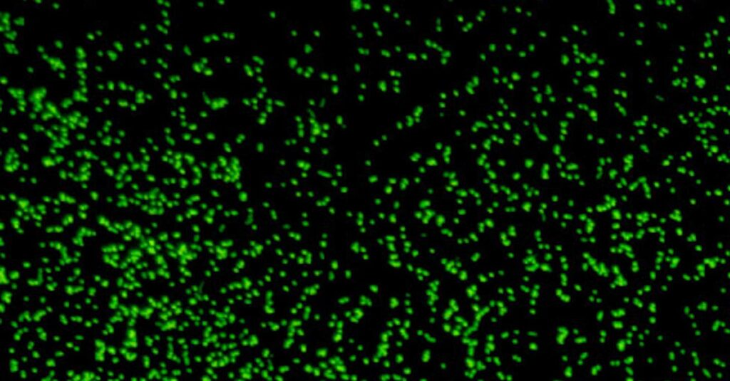 Cómo revivieron los microbios de hace 100 millones de años