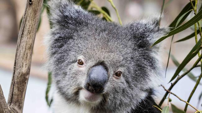 La población de koalas del norte de Nueva Gales del Sur cae tras los incendios forestales de 2019-20