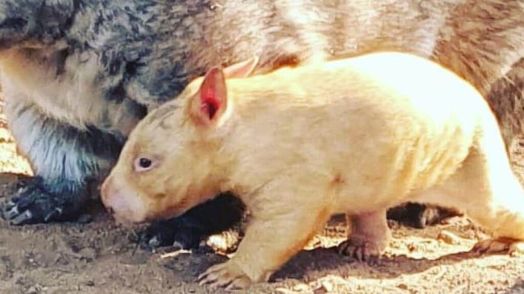 Wombat nacido dorado raro en Ballarat Wildlife Park