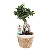 Ficus microcarpa Gingseng |  ...