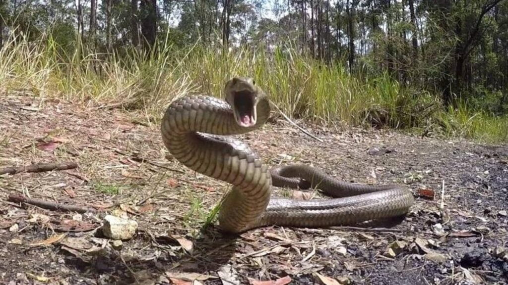 Serpientes en movimiento en busca de terrenos más altos