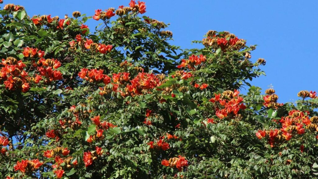 Deberías quitar este árbol de tu jardín