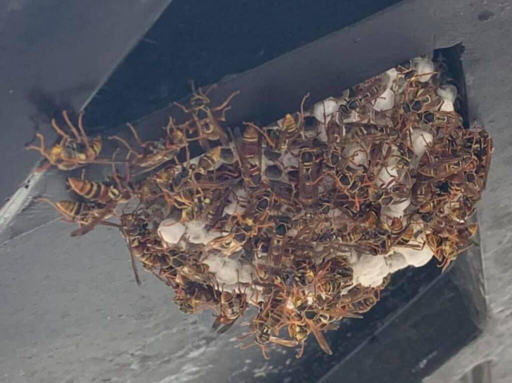 Avispas de papel encontradas debajo de la mesa del jardín después de las inundaciones y la lluvia de Qld