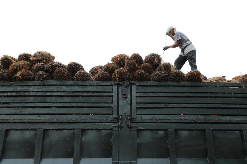 Frente a la presión pública, las empresas de aceite de palma se están volviendo ecológicas: estudio