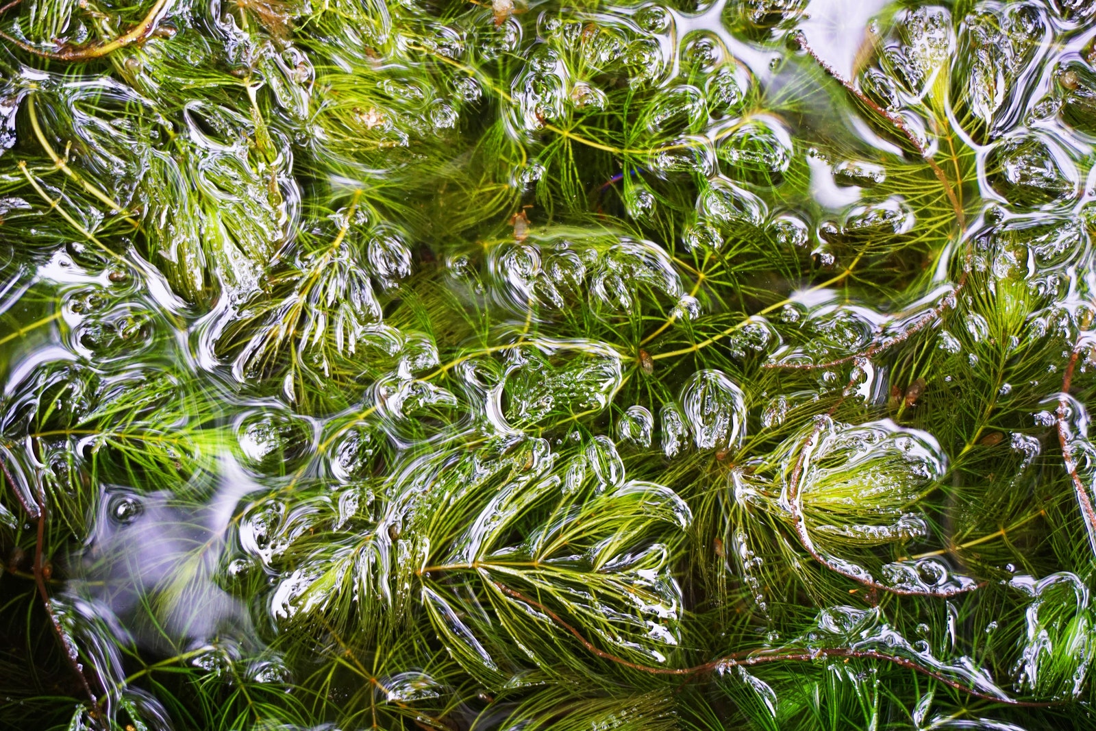 Hydrilla verticillata