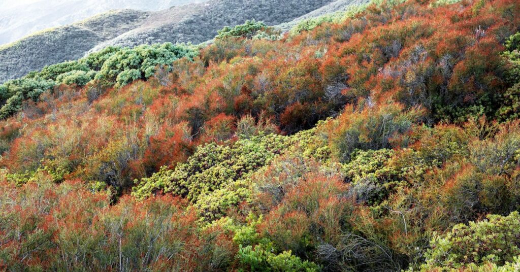 El humilde arbusto que predice una terrible temporada de incendios