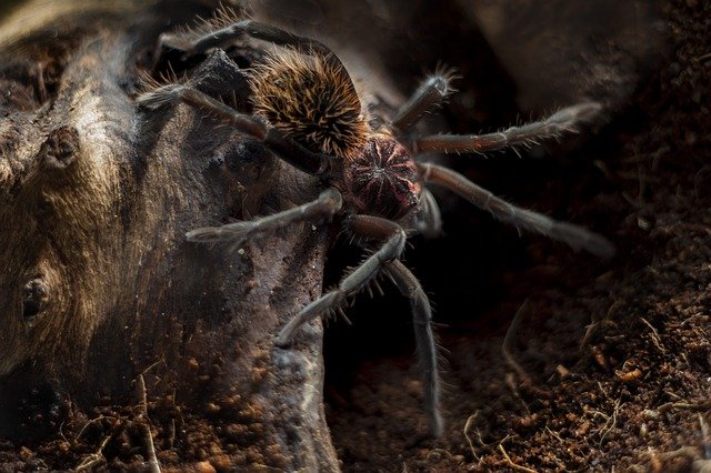 Esta aplicación reconoce animales peligrosos para ti