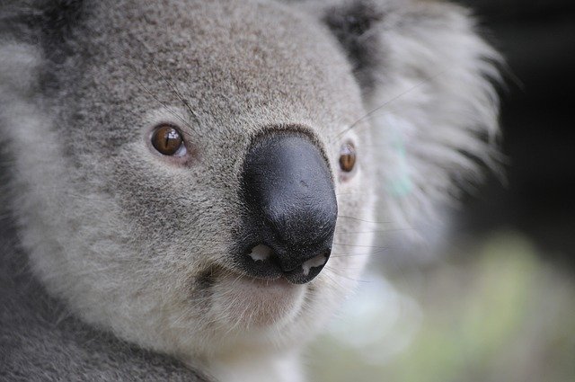 Australia: se cree que tres mil millones de animales han sido víctimas de los incendios