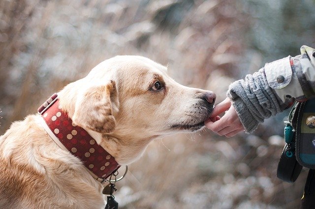 Este es el caso en el que tu perro vendría (a priori) a ayudarte