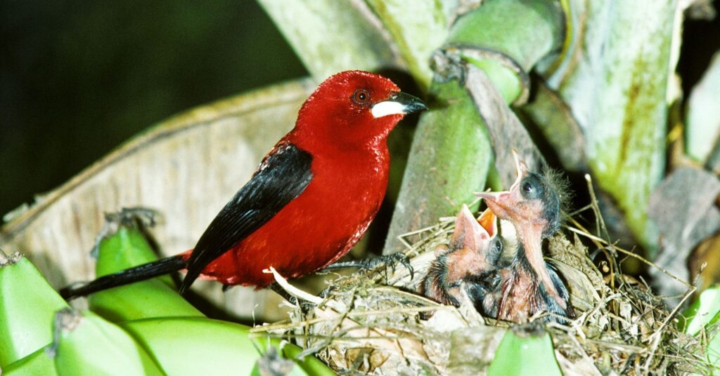 Cómo un pájaro travieso engaña con elegantes estructuras de plumas