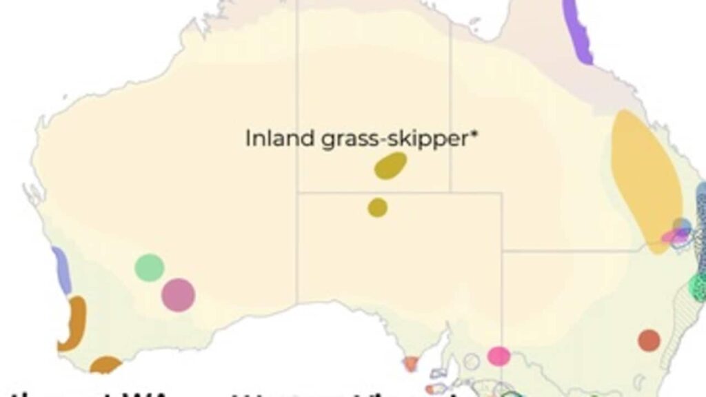 Decenas de especies de mariposas australianas en peligro de extinción