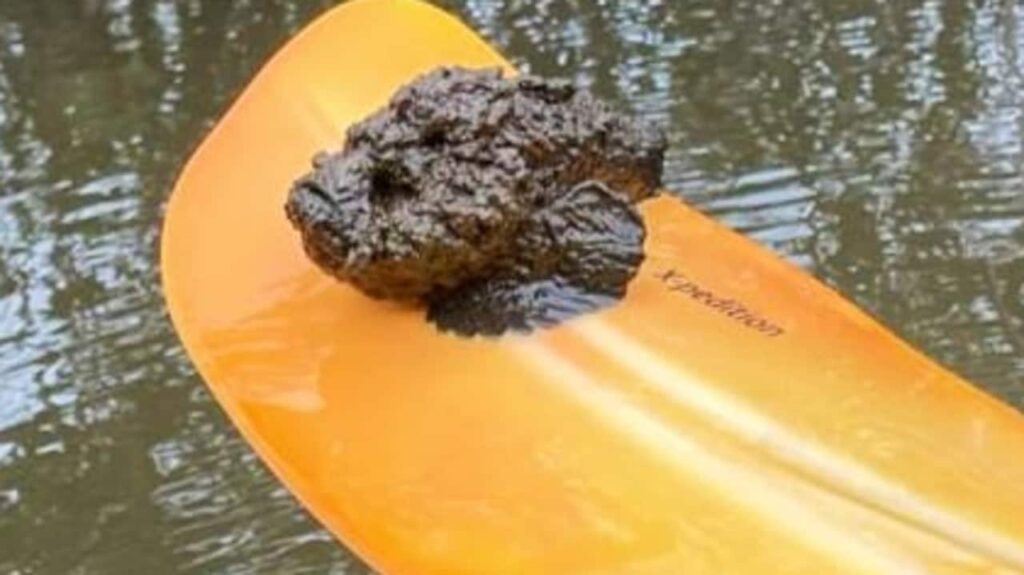 Kayakistas de Queensland encuentran un pez piedra mortal en un río cerca de Townsville