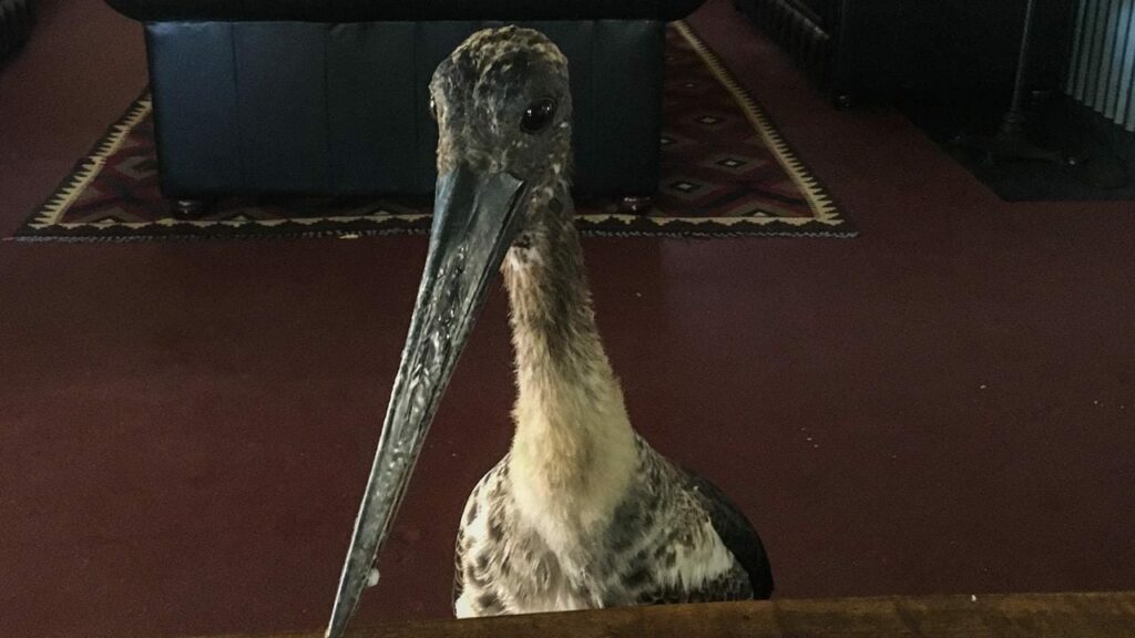 Jabiru sorprende a los cuidadores en Piccaninny Plains Wildlife Sanctuary en Cape York