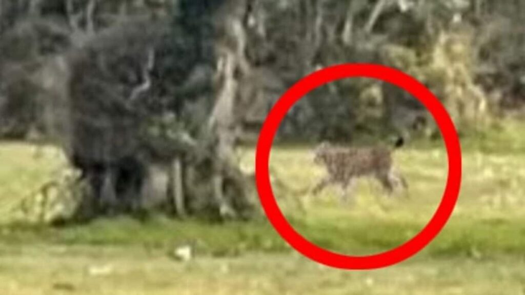 Experto en la campiña inglesa merodea por un gato grande que cree que un lince anda suelto