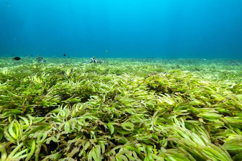 El uso ilegal de redes de deriva se generaliza en el Océano Índico, dice Greenpeace