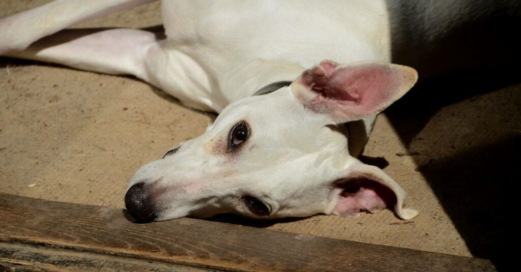 Cómo evitar que su cachorro pandémico se vuelva loco mientras se levanta el encierro