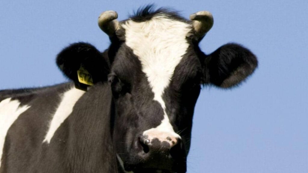 Hombre trasladado en avión al hospital después de ser pisoteado por una vaca