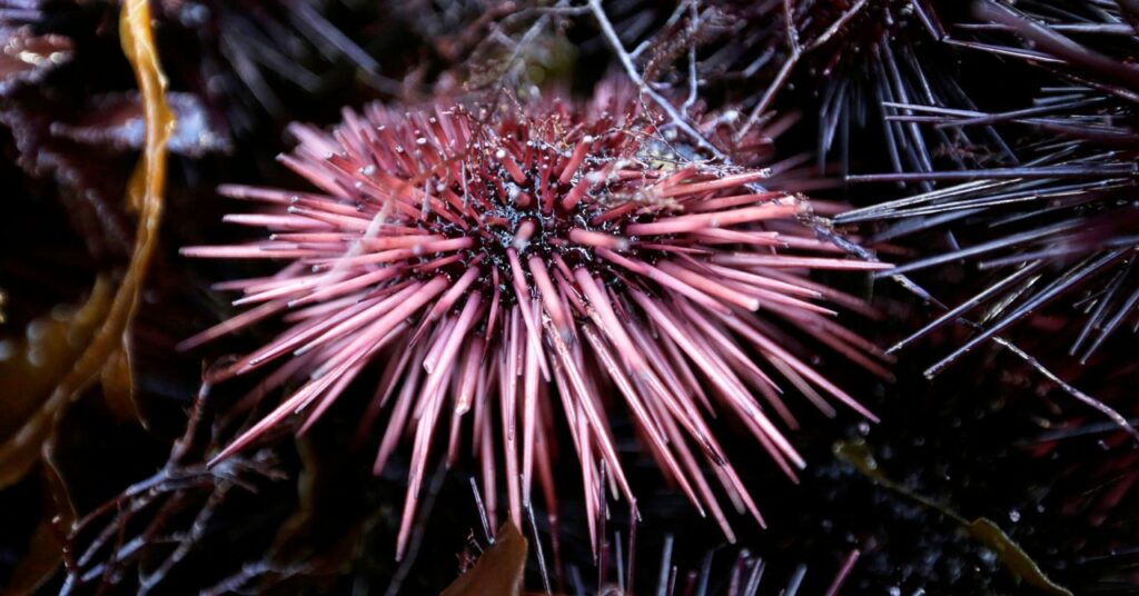 Los cazadores de erizos intentan salvar la selva tropical submarina