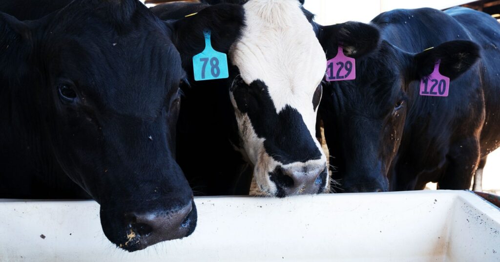 La controvertida búsqueda para hacer que los eructos de las vacas sean menos nocivos