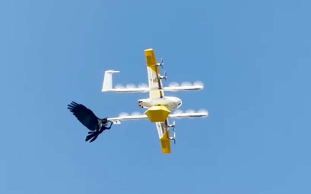 Un corbeau fonçant sur les drones de livraison de Wing pour s’y agripper et le déstabiliser. © Ben Roberts