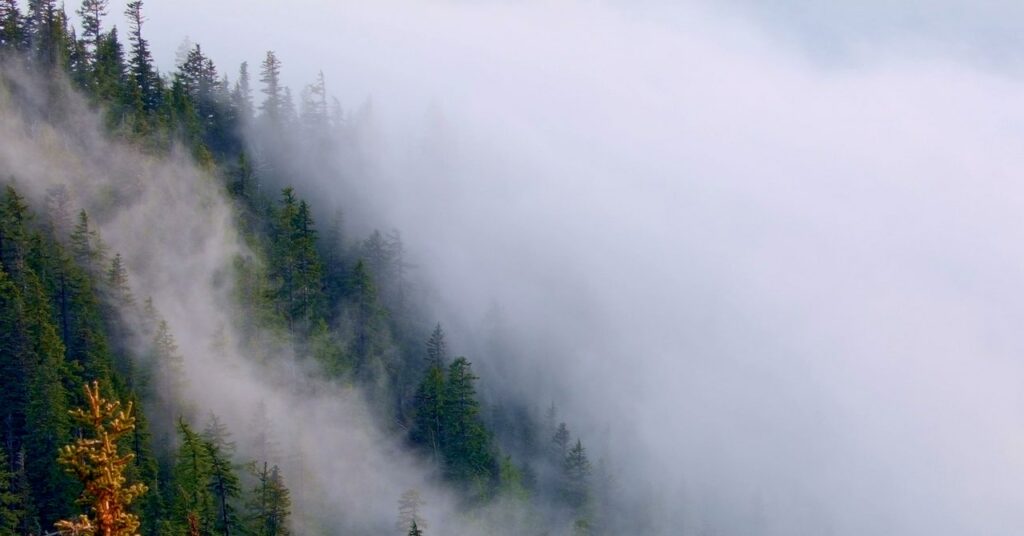 La carrera (muy lenta) para mover los bosques a tiempo para salvarlos