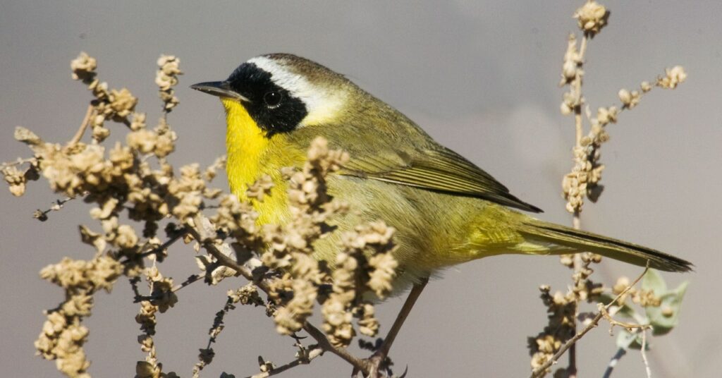 La observación de aves pandémica creó un auge de datos y un dilema