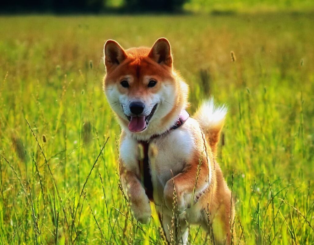 ¡Shiba Inu + 15% en 24 horas!  ¡No, la corrida de toros no ha terminado!