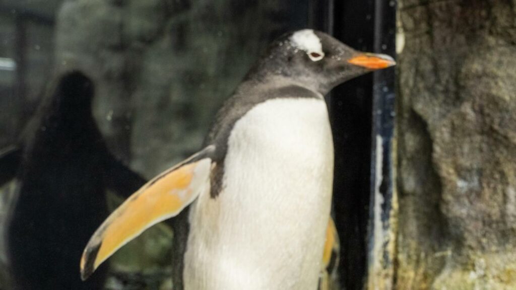 Sphen and Magic: pareja de pingüinos del mismo sexo celebra su aniversario en el acuario SEA LIFE de Sydney