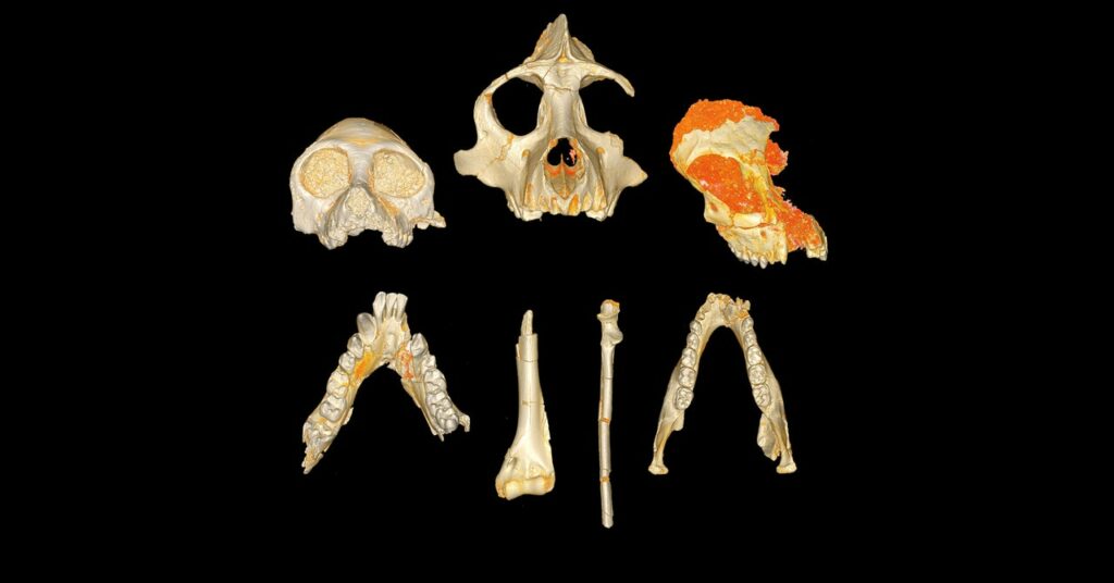 La extinción impulsada por el clima hizo que los dientes de los mamíferos fueran menos raros